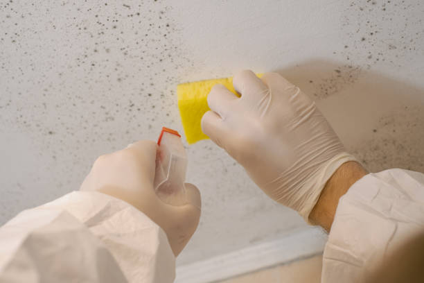 Best Basement Mold Removal  in Garretson, SD